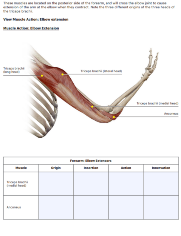 How Visible Body Supports Executive Function Skills